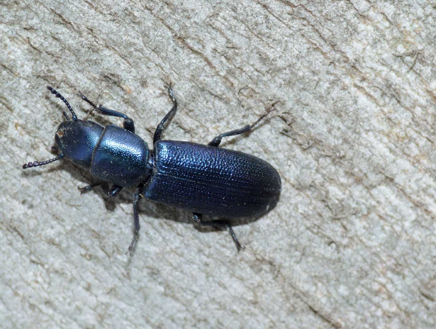 Temnochila caerulea